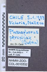 Etikette zu Phanophorus perspicax (NHMW-ZOO-COL-0010332)